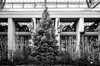 2018 - Christmas at Longwood Gardens - Longwoood PA - Dec - Fplus 4-21