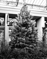 2018 - Christmas at Longwood Gardens - Longwoood PA - Dec - Fplus 4-19