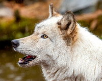 Lakota Wolf Reserve, Columbia, NJ, March 2020