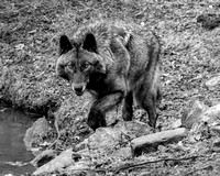 Lakota Wolf Reserve, Columbia, NJ, March 2020