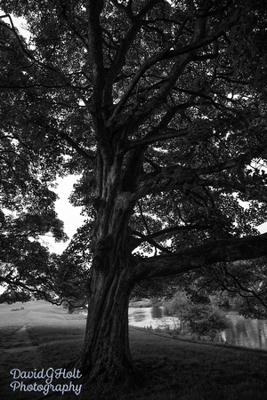 2013 - Chatsworth House - Peak District - Derbyshire UK - August NP100-35