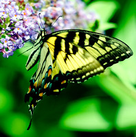 2009 - Butterflies 122 PRV