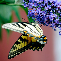 2009 - Butterflies 47 PRV